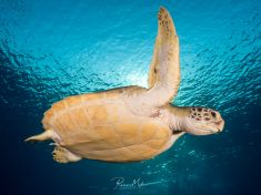 Ägypten, Rotes Meer - Shark & Yolanda Reef 4140071