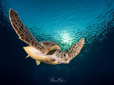 Ägypten, Rotes Meer - Shark & Yolanda Reef 4140071