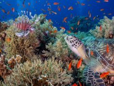 Ägypten, Rotes Meer - Shark & Yolanda Reef 4140071