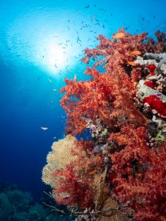 Ägypten, Rotes Meer - Shark & Yolanda Reef 4140071