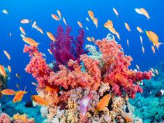 Ägypten, Rotes Meer - Shark & Yolanda Reef 4140071