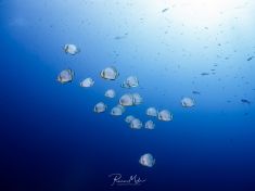 Ägypten, Rotes Meer - Shark & Yolanda Reef 4140071