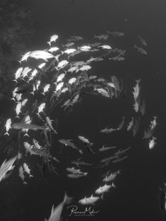 Ägypten, Rotes Meer - Shark & Yolanda Reef 4140071