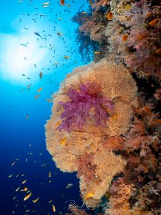 Ägypten, Rotes Meer - Shark & Yolanda Reef 4140071