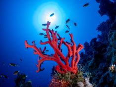 Ägypten, Rotes Meer - East Ghoslani 4140072