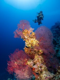 Ägypten, Rotes Meer - East Ghoslani 4140072