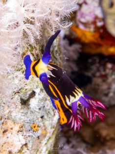 Ägypten, Rotes Meer - East Ghoslani 4140072