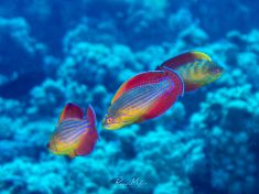 Ägypten, Rotes Meer - East Ghoslani 4140072