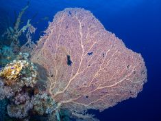 Ägypten, Rotes Meer - East Ghoslani 4140072