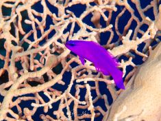 Ägypten, Rotes Meer - East Ghoslani 4140072