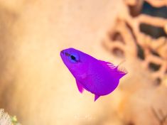 Ägypten, Rotes Meer - East Ghoslani 4140072