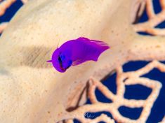 Ägypten, Rotes Meer - East Ghoslani 4140072