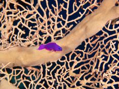 Ägypten, Rotes Meer - East Ghoslani 4140072