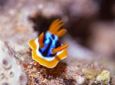 Ägypten, Rotes Meer - Gubal Soraya 4140073