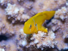 Ägypten, Rotes Meer - Gubal Soraya 4140073