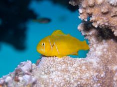 Ägypten, Rotes Meer - Gubal Soraya 4140073