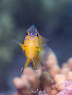 Ägypten, Rotes Meer - Gubal Soraya 4140073