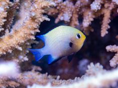 Ägypten, Rotes Meer - Gubal Soraya 4140073