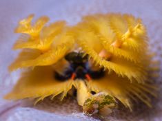 Ägypten, Rotes Meer - Gubal Soraya 4140073