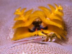 Ägypten, Rotes Meer - Gubal Soraya 4140073