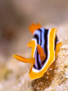 Ägypten, Rotes Meer - Gubal Soraya 4140073