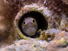 Ägypten, Rotes Meer - Gubal Soraya 4140073