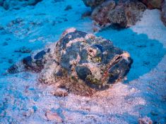 Ägypten, Rotes Meer - Gubal Soraya 4140074