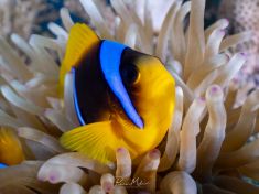 Ägypten, Rotes Meer - Gubal Soraya 4140074