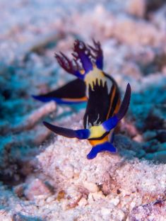 Ägypten, Rotes Meer - Shaab El Erg 4140075