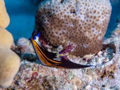 Ägypten, Rotes Meer - Shaab El Erg 4140075