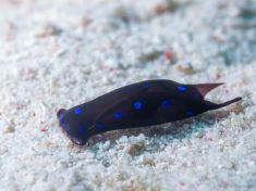 Ägypten, Rotes Meer - Shaab El Erg 4140075