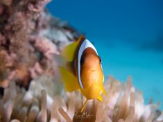 Ägypten, Rotes Meer - Shaab El Erg 4140075