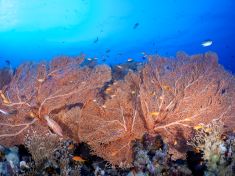 Ägypten, Rotes Meer - Giftun Police Station 4140077