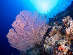 Ägypten, Rotes Meer - Giftun Police Station 4140077