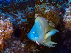 Ägypten, Rotes Meer - Giftun Police Station 4140077