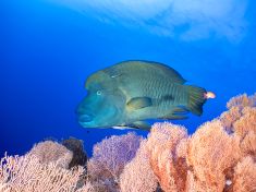 Ägypten, Rotes Meer - Giftun Police Station 4140077