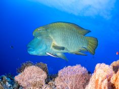 Ägypten, Rotes Meer - Giftun Police Station 4140077