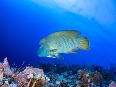 Ägypten, Rotes Meer - Giftun Police Station 4140077