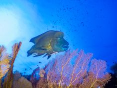 Ägypten, Rotes Meer - Giftun Police Station 4140077