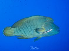 Ägypten, Rotes Meer - Giftun Police Station 4140077